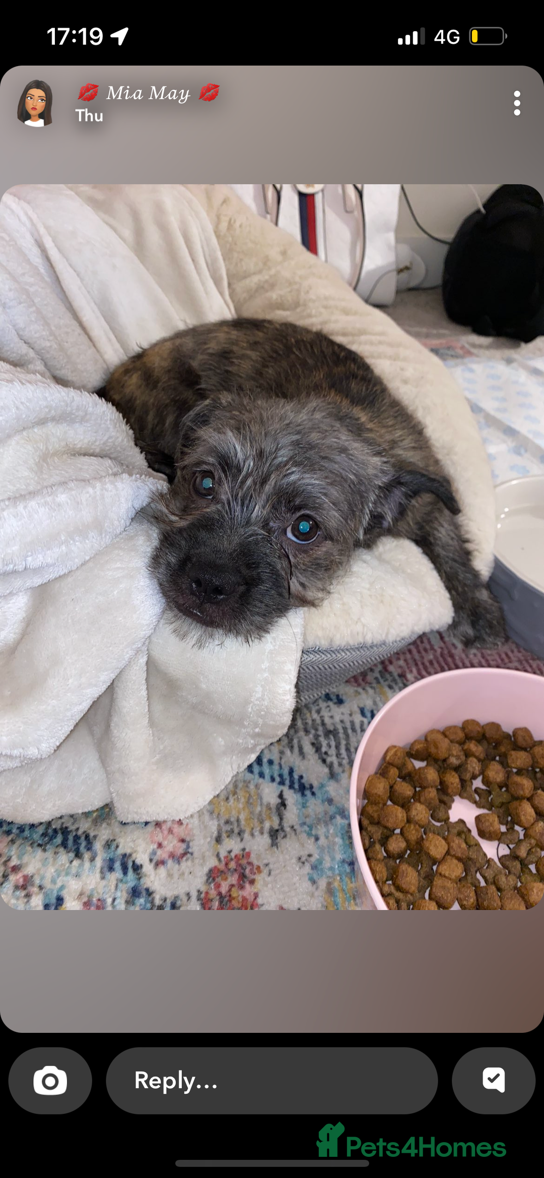 Mixed Breed dogs for sale: Girl Shihtzu cross breed  - Image 1