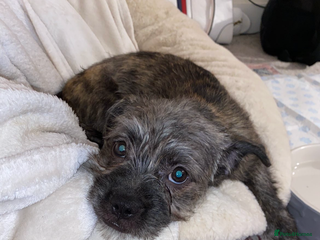 Mixed Breed dogs - Advert 7