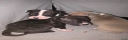 Mixed Breed dogs for sale: French bulldog x Staffordshire bull terrier - Advert 16