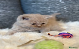 British Shorthair cats for sale: British Shorthair Kittens - Image 30