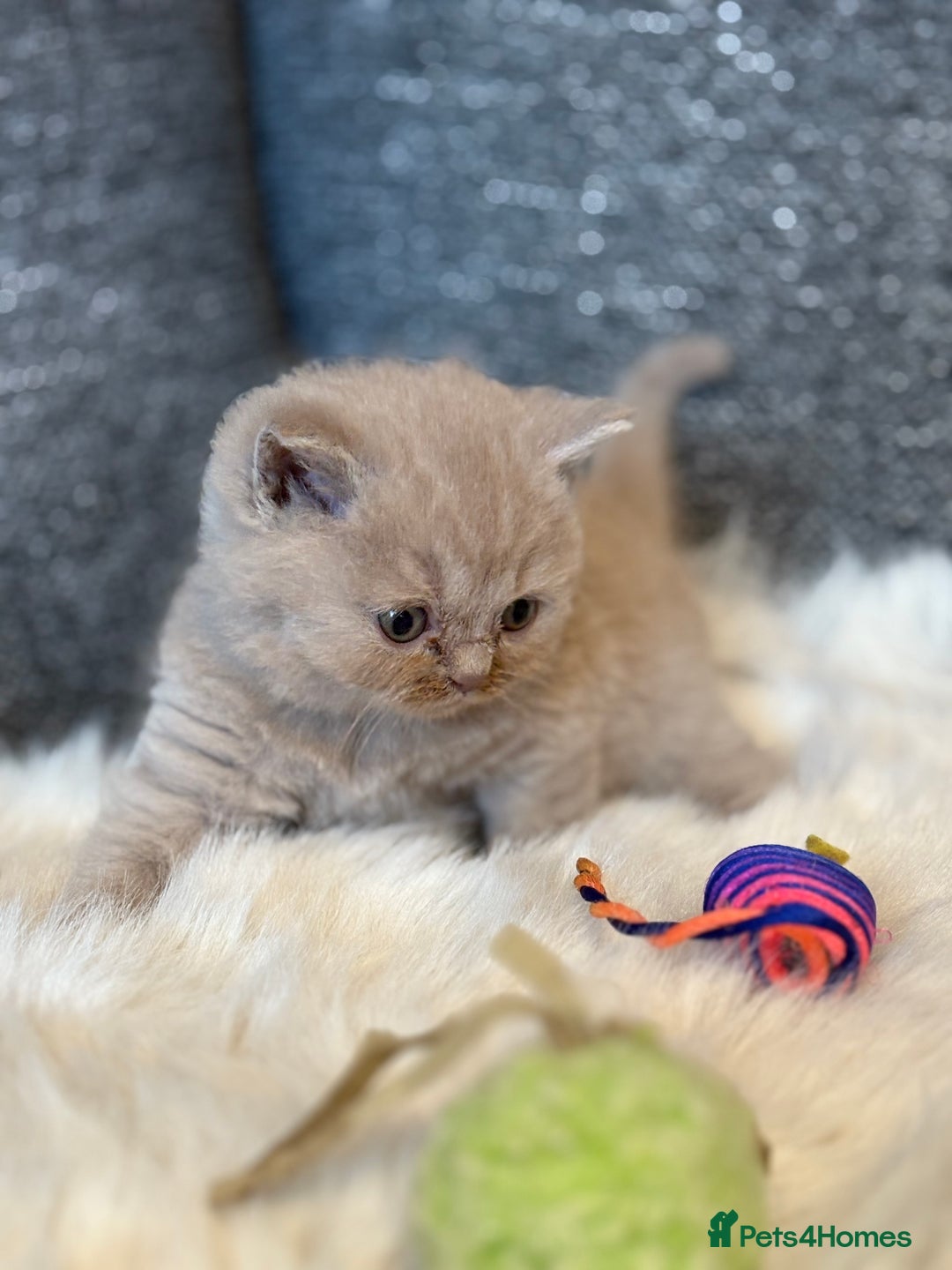 British Shorthair cats for sale: British Shorthair Kittens - Image 30