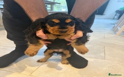 Cocker Spaniel dogs for sale: stunning female, black & tan cocker spaniel pup - Image 4