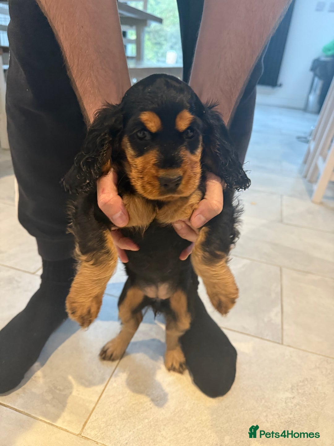 Cocker Spaniel dogs for sale: stunning female, black & tan cocker spaniel pup - Image 4