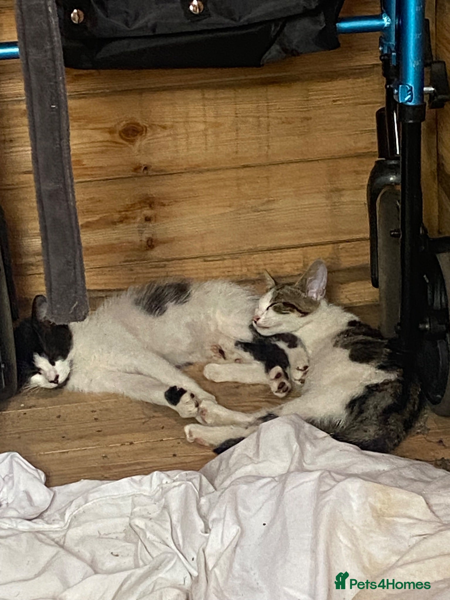 Mixed Breed cats KITTENS INNEED OF HOME - Advert 9
