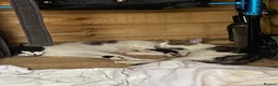 Mixed Breed cats for sale: KITTENS INNEED OF HOME in Swansea - Advert 1