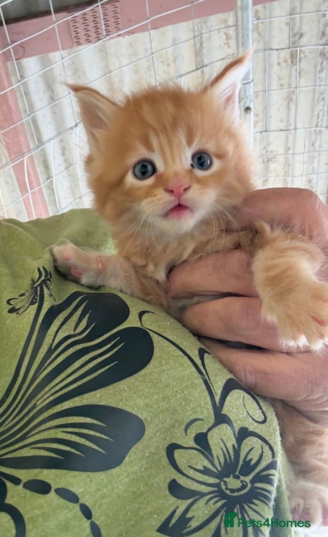 Maine Coon cats for sale: 4 Truly Pure Maine Coons kittens - Advert 2