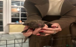 Cocker Spaniel dogs for sale: Stunning working Cocker spaniel puppies 🐾 - Image 8