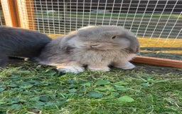 Mini Lop rabbits for sale: 2 mini lops - Image 7