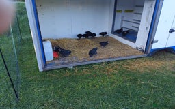 Chickens poultry for sale: Maran chicks - Image 2