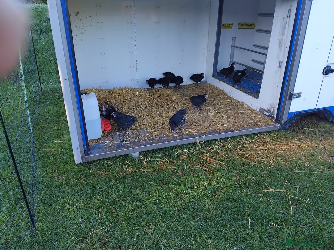 Chickens poultry for sale: Maran chicks - Image 2