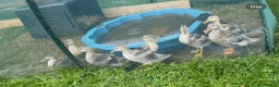 Ducks poultry for sale: Beautiful Miniature Silver Appleyard Ducklings  - Advert 4
