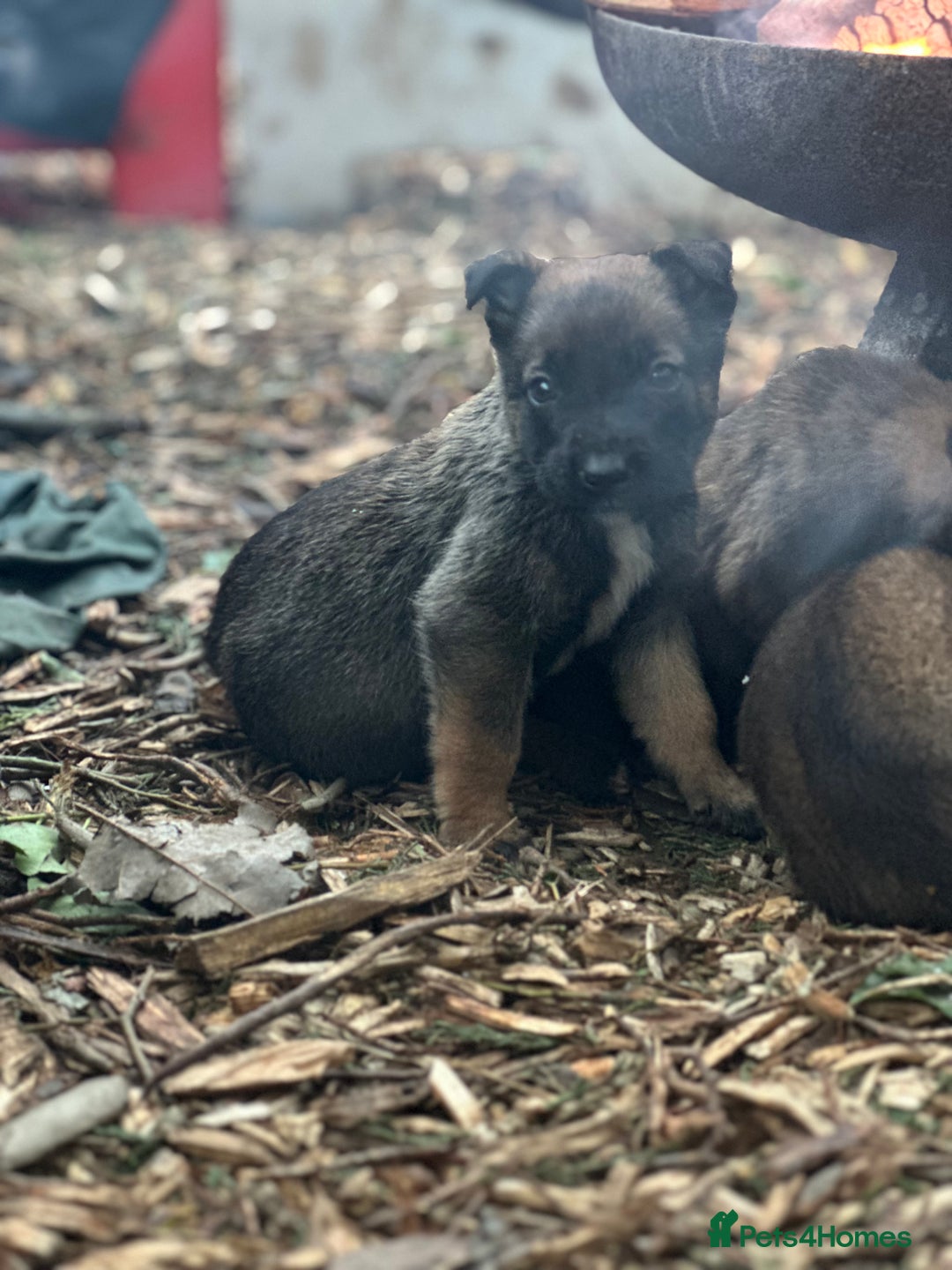 Mixed Breed dogs for sale: Dutch Herder Puppies  - Advert 12