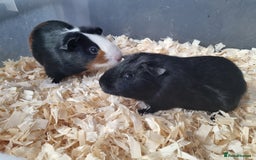 Guinea Pig rodents for sale: Baby Male Guinea Pigs  - Image 2