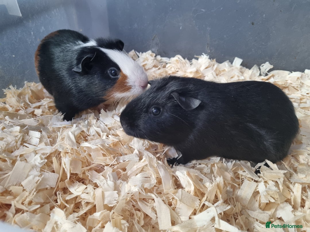Guinea Pig rodents for sale: Baby Male Guinea Pigs  - Image 2