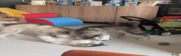 Alaskan Malamute dogs for sale: KC Reg Alaskan Malamute Puppies - Advert 18