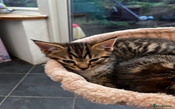 Mixed Breed cats for sale: Cute Scottish Straight mixed breed kittens, ready  - Image 2
