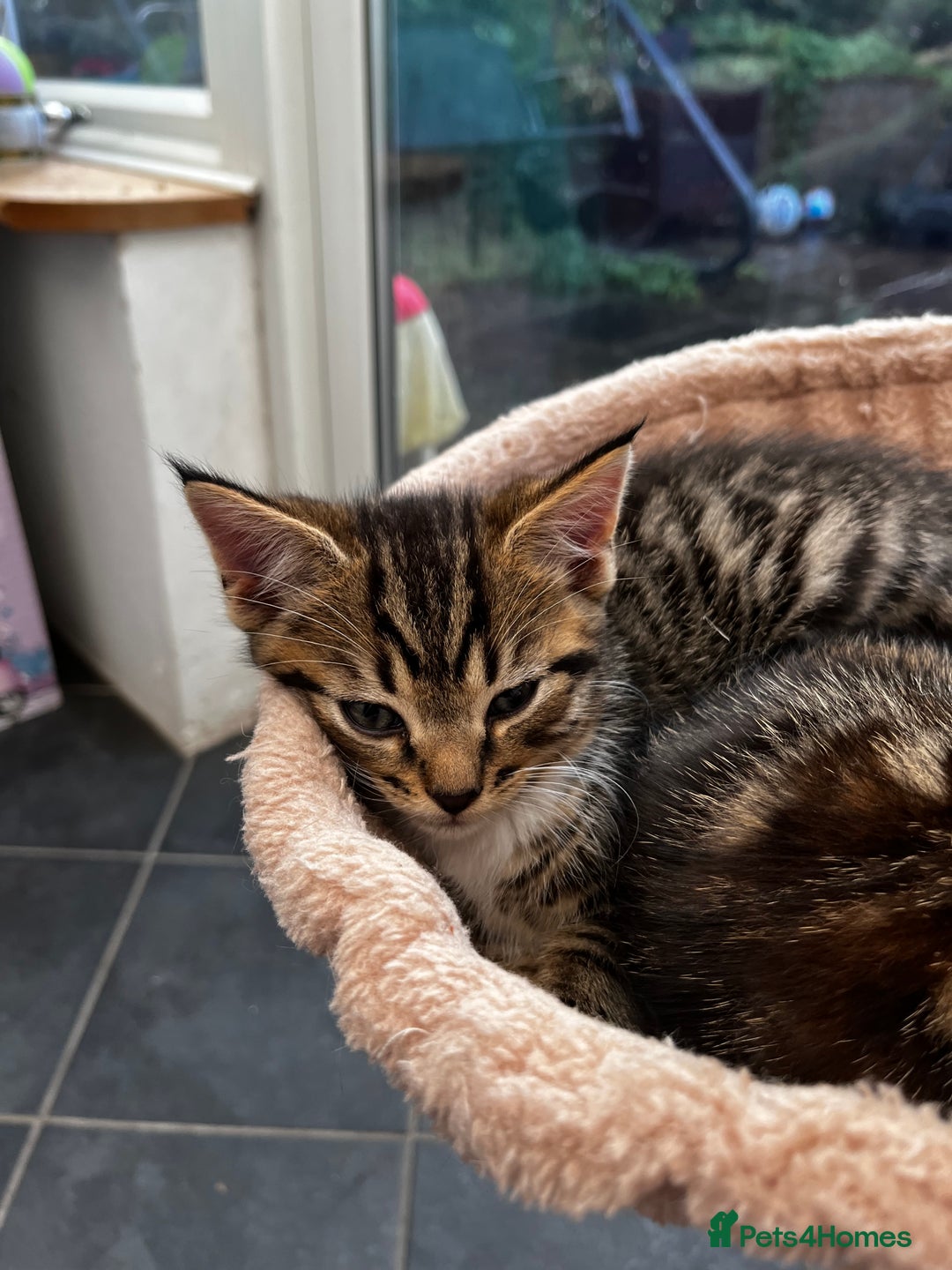Mixed Breed cats for sale: Cute Scottish Straight mixed breed kittens, ready  - Image 2