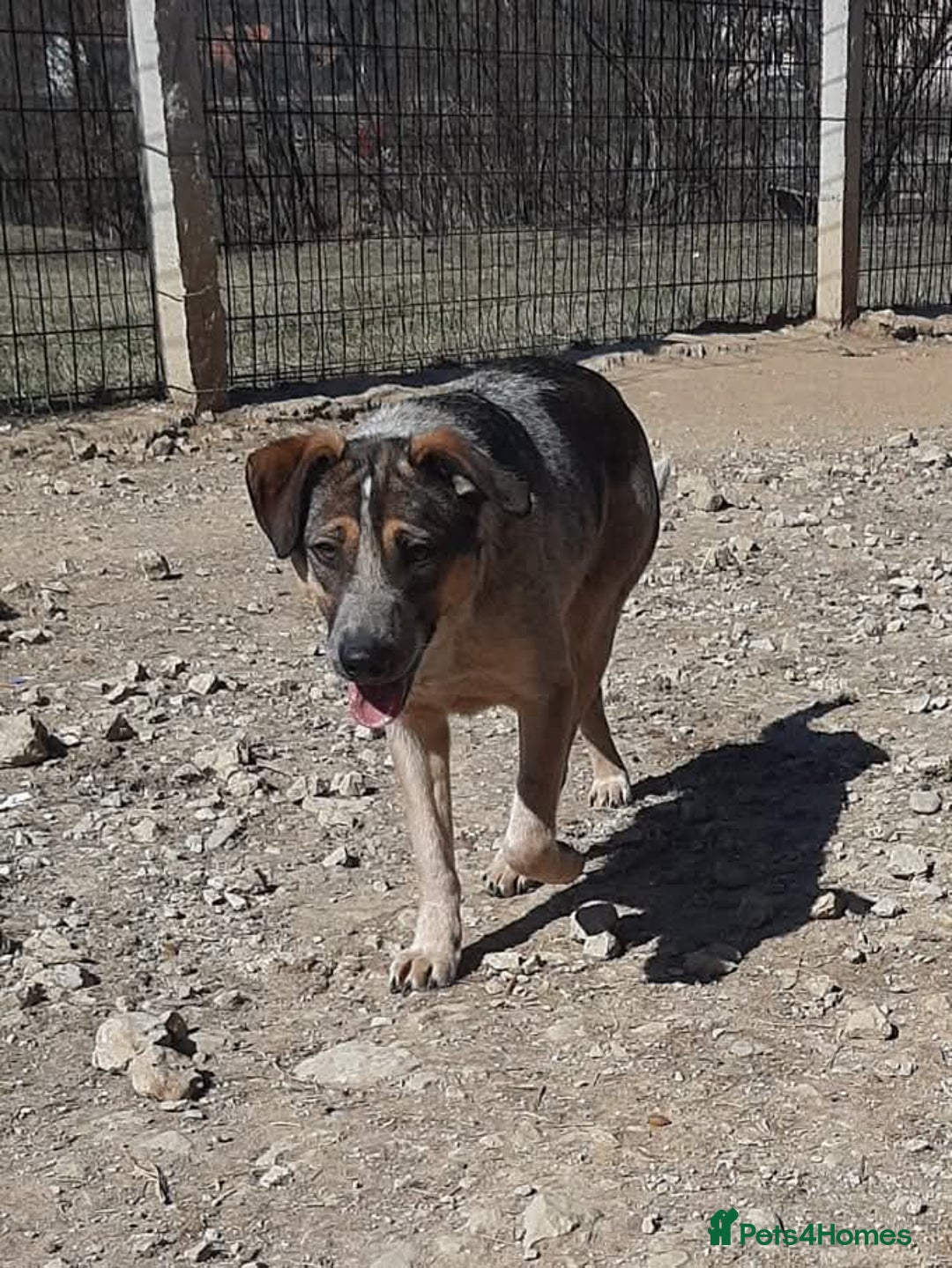 Mixed Breed dogs for adoption: Sweet Cindy 💖 Shy, Clever & Learning to Trust - Advert 12