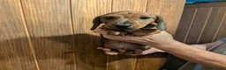 Miniature Dachshund dogs for sale: Red brindle miniature smooth dachshunds  in Swindon - Advert 4