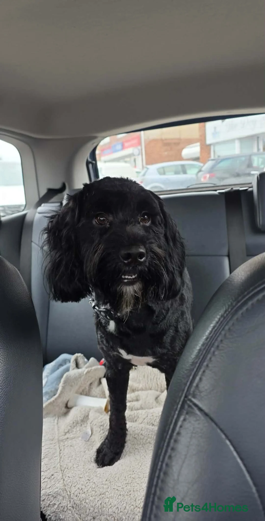 Cockapoo dogs for sale: Miniture cockapoos Miniture poodle  - Advert 2