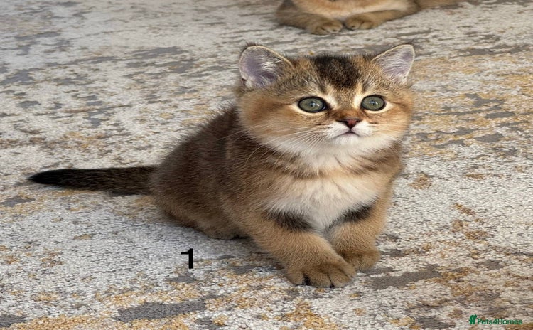 Scottish Fold cats - Advert 9