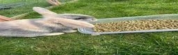 Mini Lop rabbits for sale: 4 x lops - Advert 7