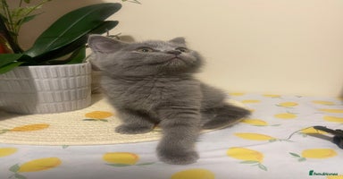 British Shorthair cats - Advert 5
