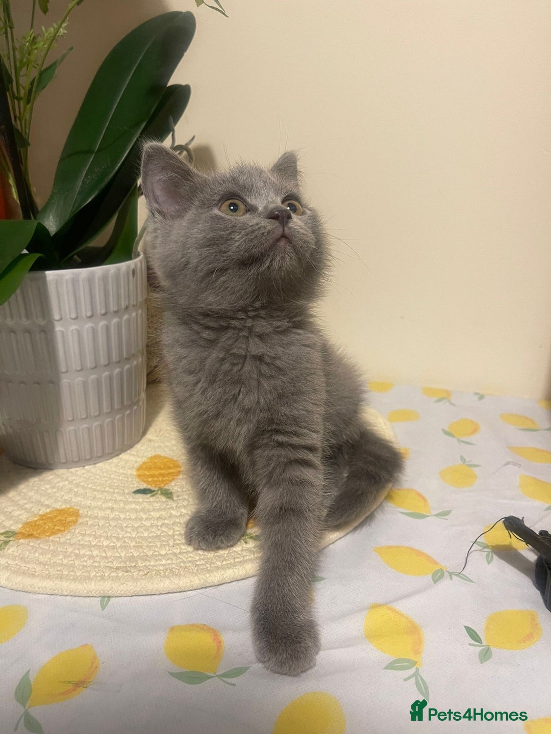 British Shorthair cats for sale: British short and long hair kittens blue  - Image 3