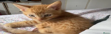 Mixed Breed Kitten 6
