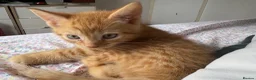 Mixed Breed cats for sale: 6 Male Kittens! 🧡🖤 - Advert 7