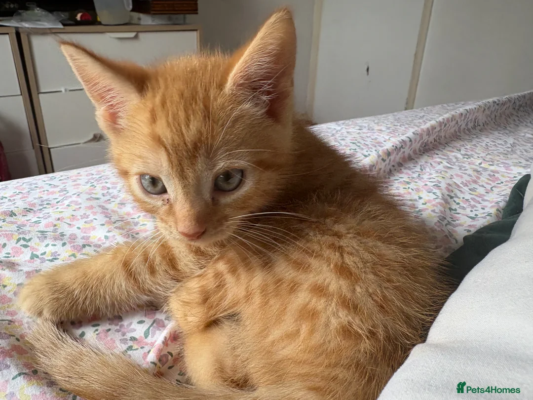 Mixed Breed cats for sale: 6 Male Kittens! 🧡🖤 - Advert 7