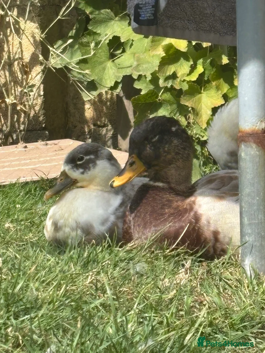 Ducks poultry for sale: Call ducks - Advert 2