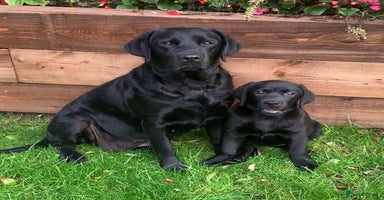 Labrador Retriever dogs - Advert 11