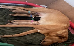 Labrador Retriever dogs for sale: Beautiful Labrador Retriever puppies - Image 6