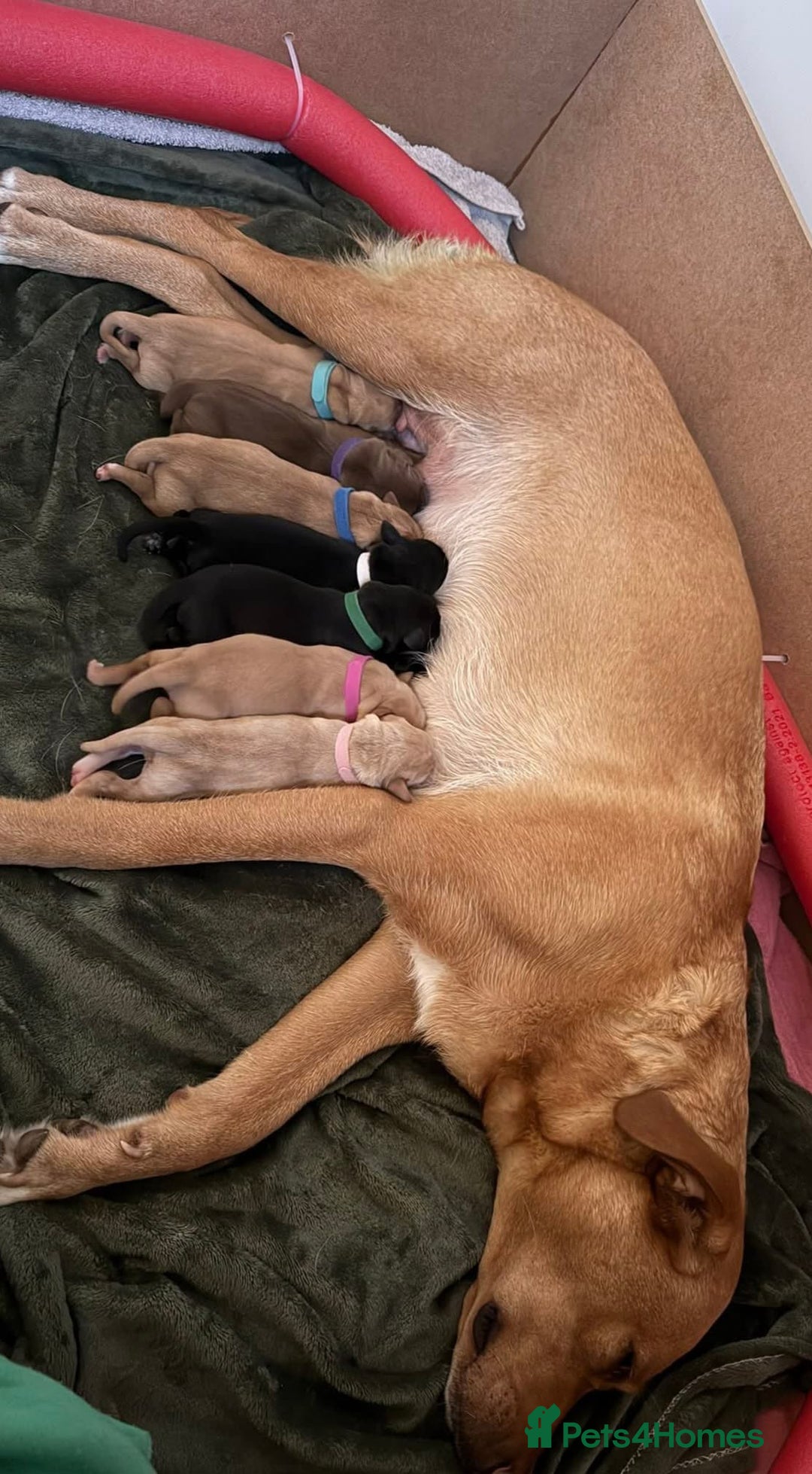 Labrador Retriever dogs for sale: Beautiful Labrador Retriever puppies - Image 6