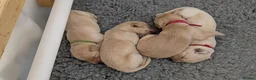 Mixed Breed dogs for sale: Beautiful Golden Labradoodle Doubledoodle Puppies in Nantwich - Advert 28
