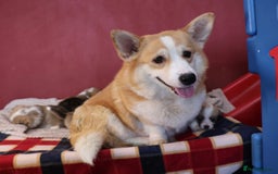 Welsh Corgi Pembroke dogs for sale: Show quality puppies - Image 2