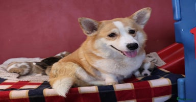 Welsh Corgi Pembroke dogs - Advert 3