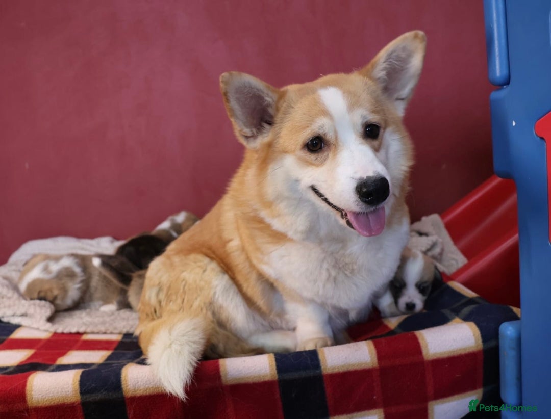 Welsh Corgi Pembroke dogs for sale: Show quality puppies - Image 2