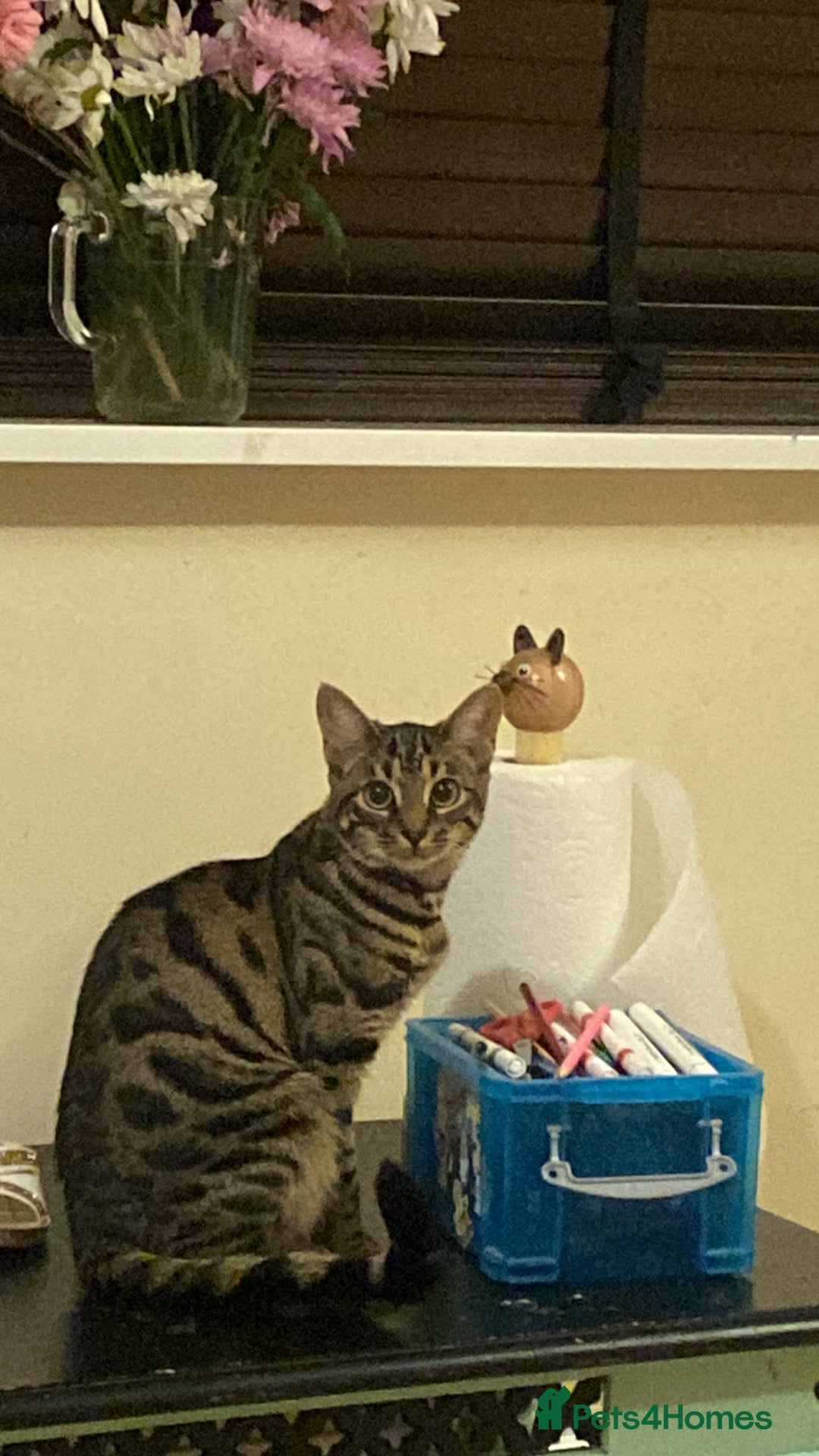 Bengal cats for sale: Bengal cross  - Image 2