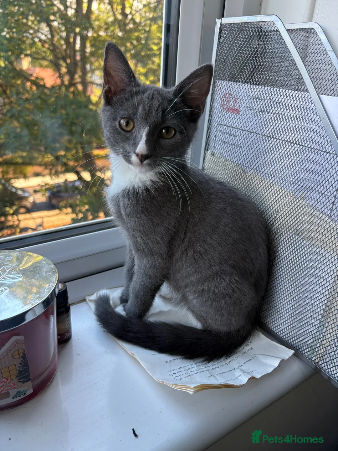 Mixed Breed cats for sale: White and grey kitten - Advert 1