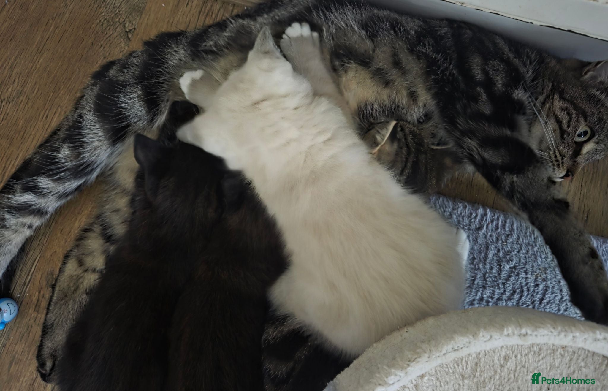 Mixed Breed cats 5 Kittens looking for new home  - Advert 2