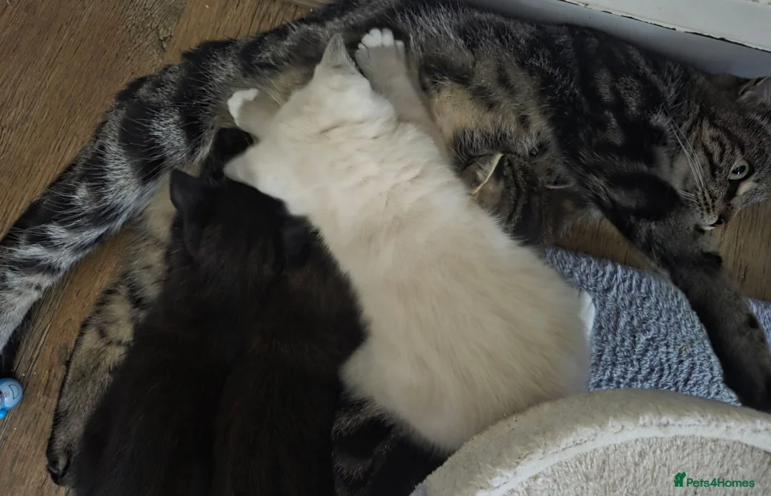 Mixed Breed cats for sale: 5 Kittens looking for new home  - Advert 2