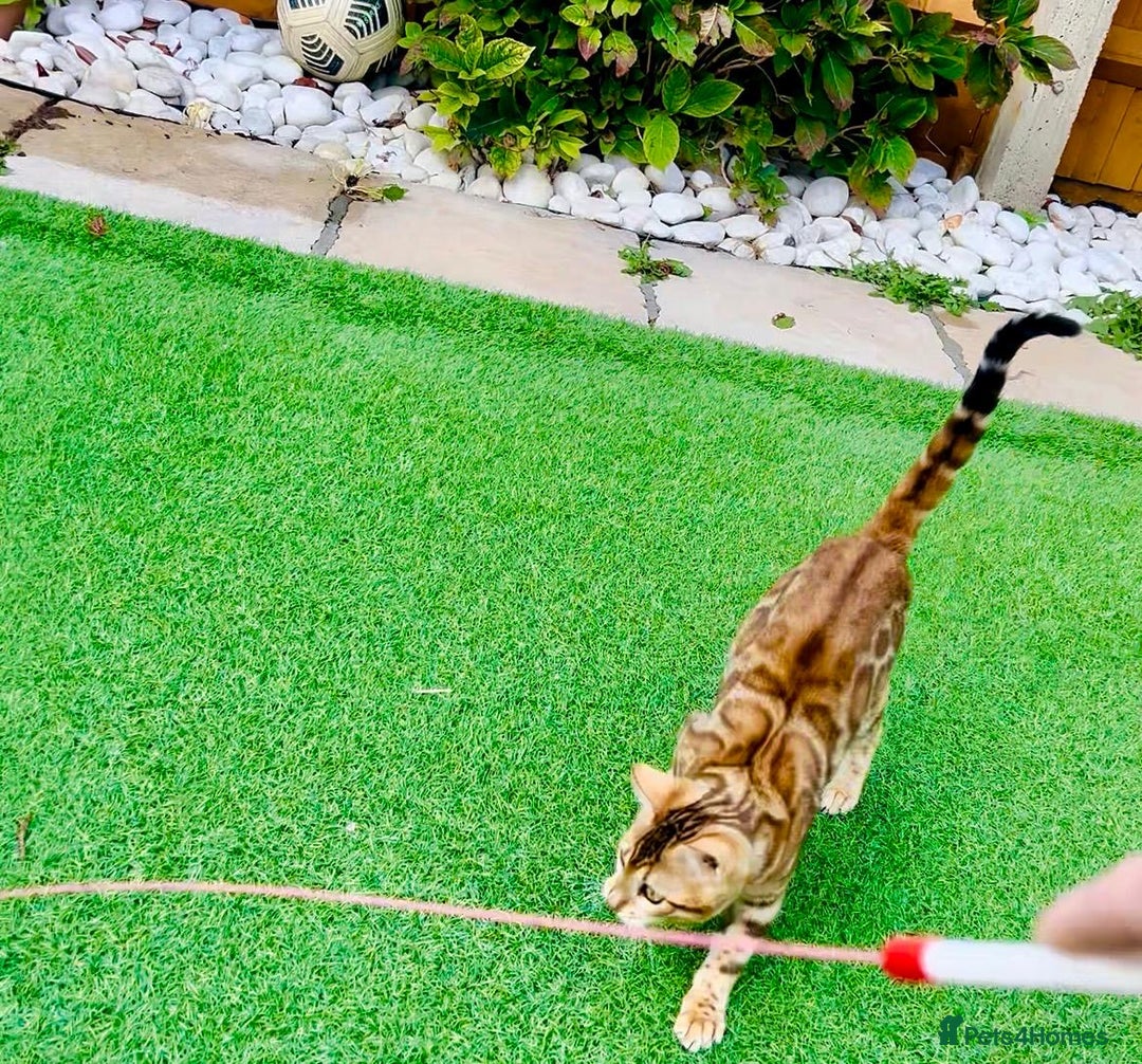 Bengal cats for sale: Beautiful Active Bengal Queen - Imported Line - Image 4