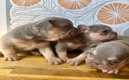 French Bulldog dogs for sale: ONE FEMALE LEFT -gorgeous grey French Bulldogs - Image 25
