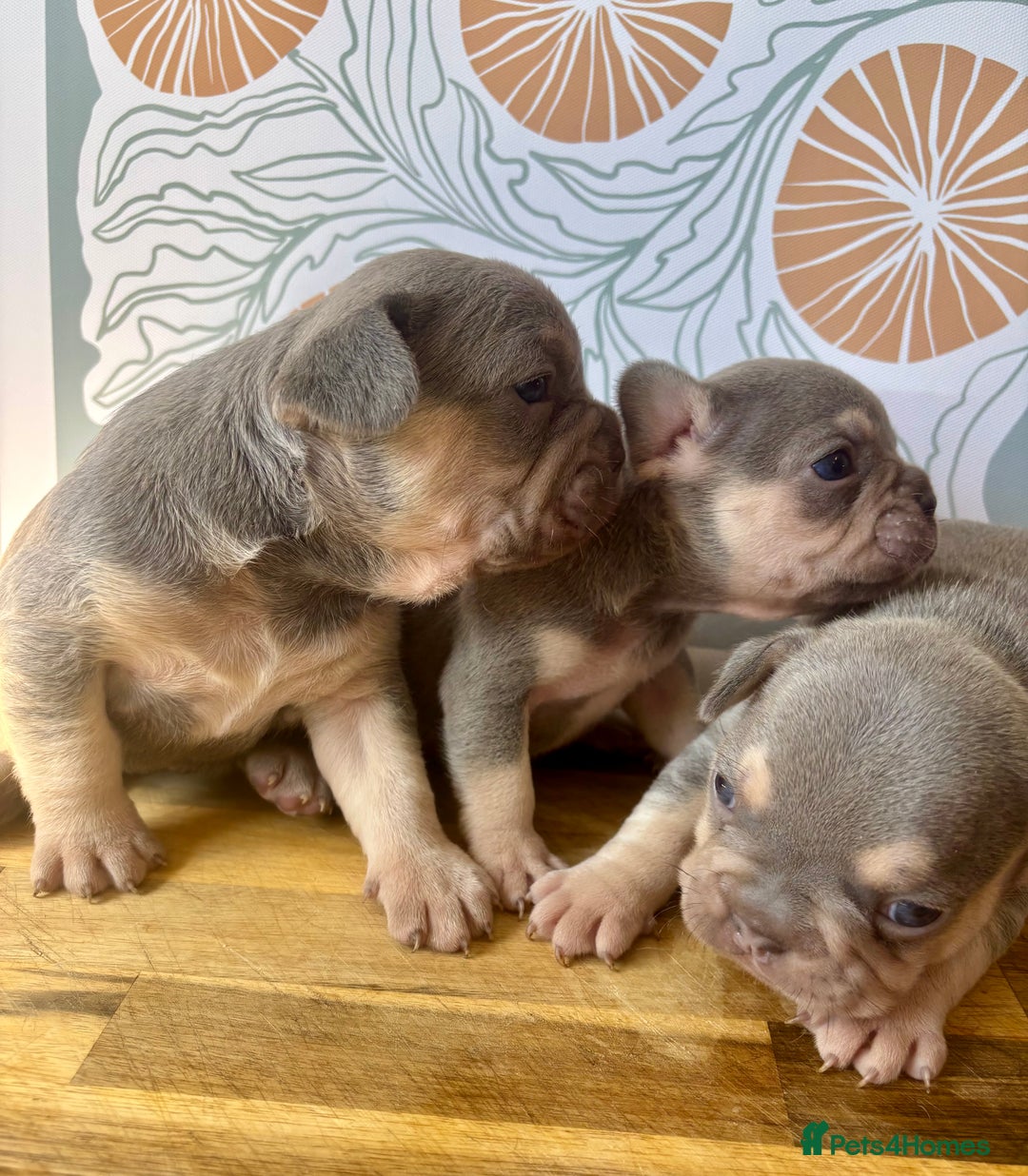 French Bulldog dogs for sale: ONE FEMALE LEFT -gorgeous grey French Bulldogs - Image 25