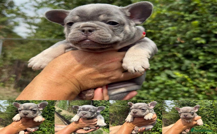 French Bulldog dogs - Advert 1