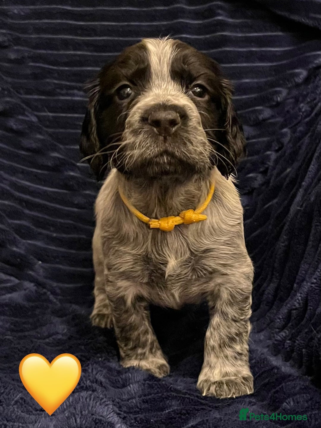 Cocker Spaniel dogs for sale: Working Cocker Spaniel Puppy - Advert 2