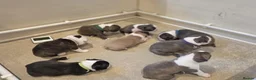Boston Terrier dogs for sale: Stunning Colours & Gorgeous Little Personalities in Hartlepool - Advert 6