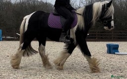 Irish Cob horses for sale: Project for sale - Image 2